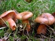 Мицелий Рыжика елового, Lactarius deterrimus 100 г - изображение 1