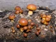 Міцелій на брусочки Опеньок натяк (Фоліота намеко), Pholiota nameko - зображення 4