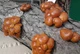 Міцелій на брусочки Опеньок натяк (Фоліота намеко), Pholiota nameko - зображення 5