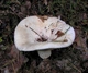 Міцелій Груздя синеющего, Lactarius repraesentaneus 100 г - зображення 7