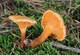 Мицелий Лисички ложной (Говорушки оранжевой), Hygrophoropsis aurantiaca 100 г - изображение 2
