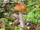 Мицелий Паутинника жёлтого, Cortinarius triumphans 100 г - изображение 5