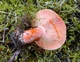 Мицелий Рыжика елового, Lactarius deterrimus 100 г - изображение 3
