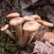 Міцелій на брусочки Опеньок натяк (Фоліота намеко), Pholiota nameko - зображення 7