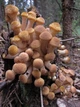 Міцелій на брусочки Опеньок натяк (Фоліота намеко), Pholiota nameko - зображення 8