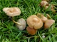 Мицелий Опёнка зимнего, Flammulina velutipes 100 г - изображение 6