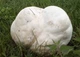 Міцелій Дедалеопсиса горбистої, Daedaleopsis confragosa 100 г - зображення 3