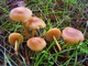 Мицелий Опёнка зимнего, Flammulina velutipes 100 г - изображение 7