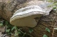 Міцелій Трутовика зимового (Полипоруса зимового), Polyporus brumalis 100 г - зображення 7