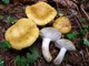 Мицелий Сыроежки охристой, Russula ochroleuca 100 г - изображение 1