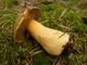 Міцелій Моховика жовто-бурого піщаного, Suillus variegatus 100 г - зображення 1