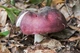Мицелий Сыроежки буреющей (Сыроежки ароматной), Russula xerampelina 100 г - изображение 1