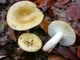 Мицелий Сыроежки охристой, Russula ochroleuca 100 г - изображение 2