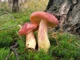 Мицелий Рыжика елового, Lactarius deterrimus 100 г - изображение 5