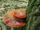 Міцелій Печіночниці звичайної, Fistulina hepatica 100 г - зображення 3