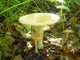 Мицелий Говорушки дымчатой, Clitocybe nebularis 100 г - изображение 4