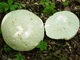 Міцелій Дедалеопсиса горбистої, Daedaleopsis confragosa 100 г - зображення 9