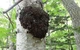 Мицелий на брусочках Трутовик серно-жёлтый, Laetiporus sulphureus - изображение 8