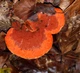 Міцелій Трутовика кіноварно-червоного, Pycnoporus cinnabarinus 100 г - зображення 1