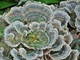 Міцелій Кориолуса багатоколірного (Трутовика строкатого), Trametes versicolor 100 г - зображення 6