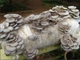 Мицелий Вешенки обыкновенной серой, Pleurotus sajor-caju 100 г - изображение 3