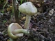 Міцелій Энтоломы садовій, Entoloma clypeatum - зображення 1