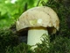 Мицелий Боровика жёлтого, Boletus impolitus 100 г - изображение 6
