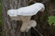 Мицелий на брусочках Вешенка белая, Pleurotus pulmonarius - изображение 3