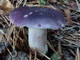 Міцелій Сироїжки сереющей (Сироїжки выцветающей), Russula decolorans 100 г - зображення 7