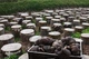 Мицелий Вешенки обыкновенной серой, Pleurotus sajor-caju 100 г - изображение 7