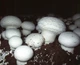 Міцелій Печерицю двуспоровий, Agaricus bisporus 100 г - зображення 2