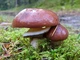 Міцелій Маслюка звичайного (Маслянка цього), Suillus luteus 100 г - зображення 1