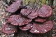 Міцелій Трутовика розгалуженого, Polyporus umbellatus 100 г - зображення 4