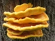 Мицелий на брусочках Трутовик серно-жёлтый, Laetiporus sulphureus - изображение 1