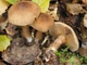 Мицелий Паутинника сизоножкового, Cortinarius glaucopus 100 г - изображение 4