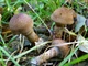 Мицелий Паутинника сизоножкового, Cortinarius glaucopus 100 г - изображение 5