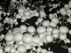 Міцелій Печерицю двуспоровий, Agaricus bisporus 100 г - зображення 8
