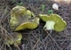 Мицелий Зеленушки, Tricholoma flavovirens 100 г - изображение 2