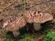 Міцелій Ежовика строкатого, Sarcodon imbricatus 100 г - зображення 3