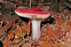 Міцелій Сироїжки красивою (Сироїжки рожевої), Russula bella 100 г - зображення 2