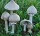 Мицелий Гриба-зонтика сосцевидного, Macrolepiota mastoidea 100 г - изображение 2