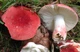 Міцелій Сироїжки красивою (Сироїжки рожевої), Russula bella 100 г - зображення 3