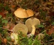 Мицелий Козляка, Suillus bovinus 100 г - изображение 3