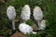 Міцелій Чорнильного гриба (Гнойовика білого), Coprinus comatus 100 г - зображення 6