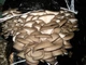 Мицелий Вешенки обыкновенной серой, Pleurotus sajor-caju 100 г - изображение 9