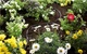 Шланг-дощувальник Gardena Micro-Drip-System 4,6 мм, 15 м (01362-20) - зображення 2