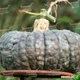 Семена круглой тыквы Hortus Марина ди кьожжа 10 семян - изображение 2