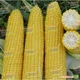 Насіння кукурудзи Lark Seeds Добриня f1 2500 насінин - зображення 1