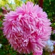 Семена Астра Шиншилла, краллен, 0,3 г (GL Seeds) - изображение 4