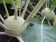 Семена капусты кольраби Hortus Венская белая 10 г - изображение 2